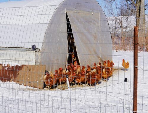 Bland Family Farm Grows, partnered with Central Illinois Foodbank to support local communities